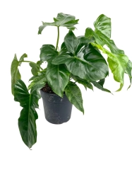 Philodendron Golden Dragon - L
