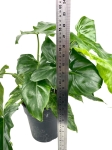 Philodendron Golden Dragon - L