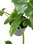 Philodendron Golden Dragon - L