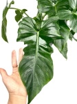 Philodendron Golden Dragon - cięty węzeł