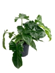 Philodendron Golden Dragon
