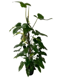 Philodendron Green Dragon - XXL