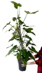 Philodendron Green Dragon - XXL