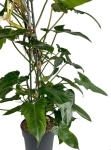 Philodendron Green Dragon - XXL