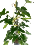 Philodendron Green Dragon - XXL