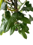 Philodendron Green Dragon - XXL