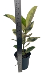 Ficus elastica Moonshine - Ficus Shivereana - L