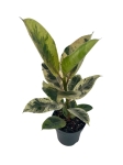 Ficus elastica Moonshine - Ficus Shivereana - L