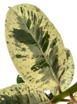 Ficus elastica Moonshine - Ficus Shivereana - L
