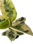 Ficus elastica Moonshine - Ficus Shivereana - L
