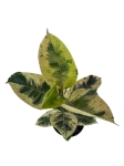 Ficus elastica Moonshine - Ficus Shivereana - L