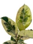 Ficus elastica Moonshine - Ficus Shivereana - L