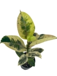 Ficus elastica Moonshine - Ficus Shivereana - L
