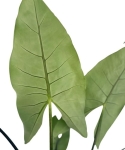 Alocasia Zebrina Black Stem - XL
