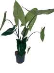 Alocasia Zebrina Black Stem - XL
