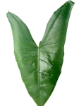 Alocasia Zebrina Black Stem - XL