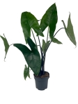 Alocasia Zebrina Black Stem - XL