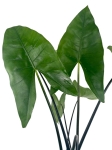Alocasia Zebrina Black Stem - XL
