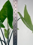 Alocasia Zebrina Black Stem - XL