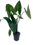 Alocasia Zebrina Black Stem - XL