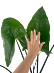 Alocasia Zebrina Black Stem - XL