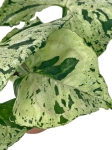 Syngonium Grey Ghost - M