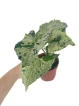 Syngonium Grey Ghost - M