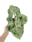Syngonium Grey Ghost - M