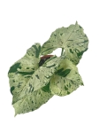 Syngonium Grey Ghost - M