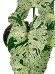 Syngonium Grey Ghost - M