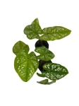 Caladium Birkin - S
