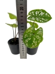 Caladium Birkin - S