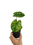 Caladium Birkin - S