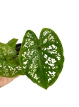 Caladium Birkin - S