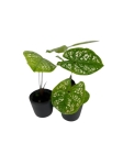 Caladium Birkin - S