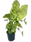 Caladium 'Frog in a blender' - XL