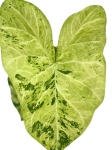 Caladium 'Frog in a blender' - XL