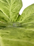 Caladium 'Frog in a blender' - XL