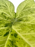 Caladium 'Frog in a blender' - XL