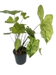 Caladium 'Frog in a blender' - XL
