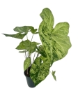 Caladium 'Frog in a blender' - XL