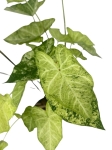 Caladium 'Frog in a blender' - XL