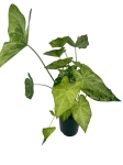 Caladium 'Frog in a blender' - XL
