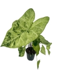 Caladium 'Frog in a blender' - XL