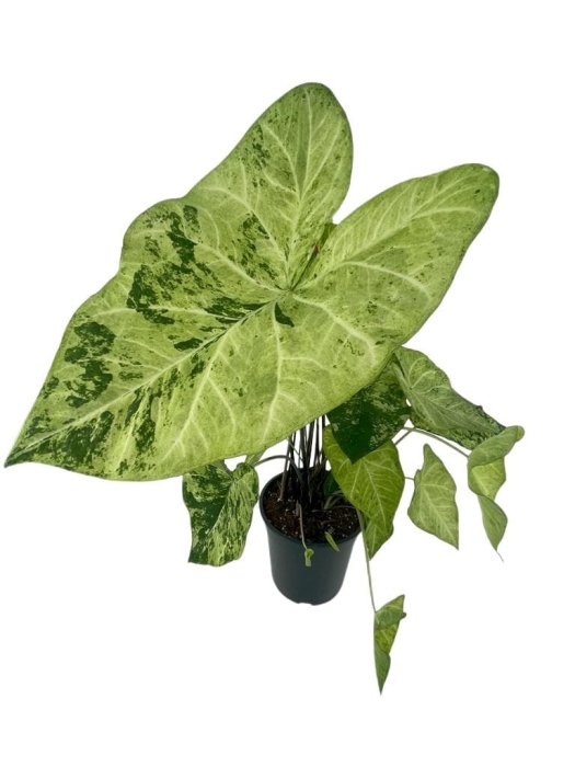 Caladium 'Frog in a blender' - XL