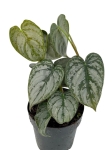 Philodendron brandtianum