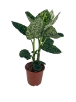 Dieffenbachia reflector - L
