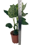 Dieffenbachia reflector - L