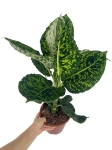 Dieffenbachia reflector - L