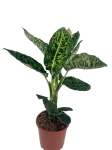 Dieffenbachia reflector - L